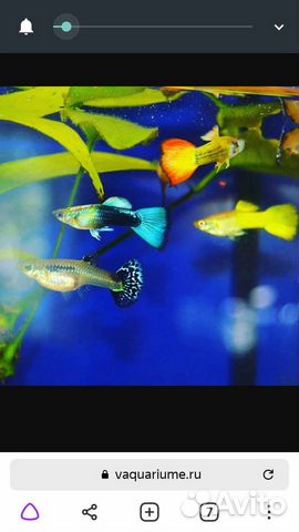 Аквариумные рыбки