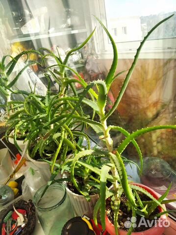 Алоэ столетник лечебный 3 г