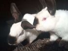 Племенные Калифорнийские кролики объявление продам