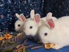 Декоративные, карликовые кролики объявление продам