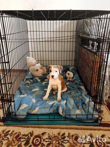 Вольер для собак новый