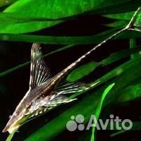 Стурисома, анциструсы супер рэд,скалярии,северумы