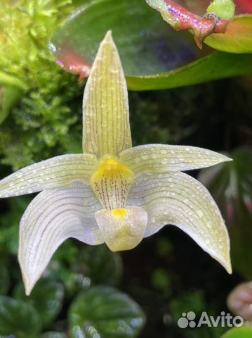 Мини-микро орхидеи