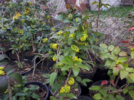 Магония падуболистная