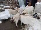 Породистые козы объявление продам