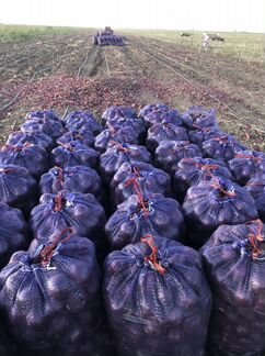 Лук от производителя