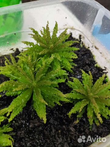 Аквариумные растения