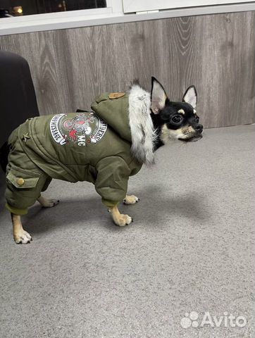 Одежда для собак и кошек