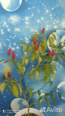 Перец декоративный острый