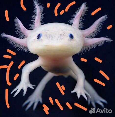 Аксолотль серый, белый, жёлтый, чёрный /тритон