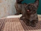 Бурманские котята акция объявление продам