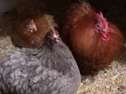 Яйцо Карликового Кохинхина, цыплята