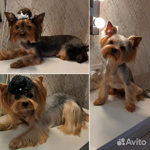 Стрижка собак породы Йоркширский терьер