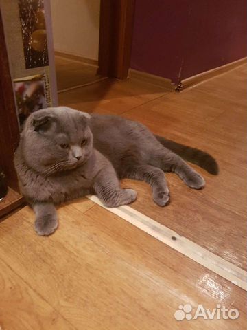 Вислоухий шотландец (скотишь фолд) на вязку