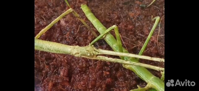 Яйца аннамских палочников