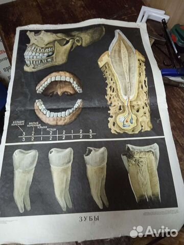 Учебные пособия по анатомии (плакаты) СССР