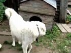 Мареммо абруцкая овчарка