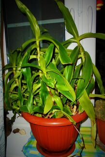 Алоэ, каланхоэ, золотой ус для иммунитета