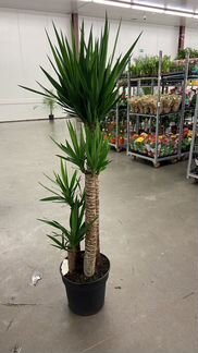 Пальма Юкка XL 4 Ствола H 175 см