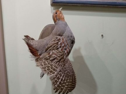 Чучело куропатки