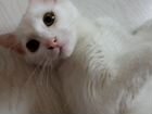 Котенок белый с пятнышком