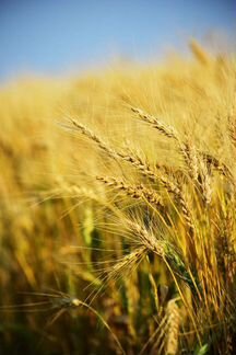 Зерно пшеница цена договорная