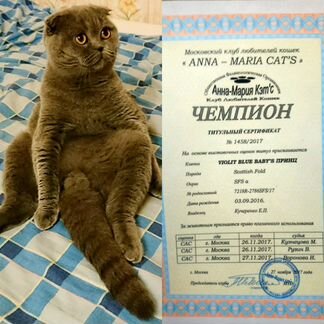 Кот чемпион на вязку