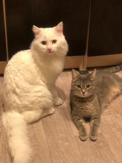 Белые котята «дворянской» породы