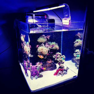 Морской Аквариум / Коралловый Риф