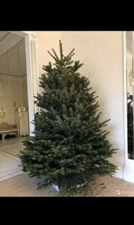 Живая ель из дании