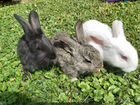 Кролики, крольчата, самец кролик