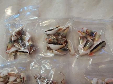 Ракушки декоративные