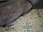 Котик - манкчина, фенотип объявление продам