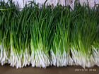 Ферма по выращиванию зелëнного лука, микрозелени объявление продам