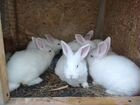 Крольчата разных пород