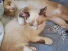 Коты со всем необходимым сноу шу + балинез