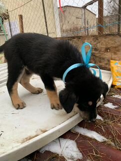 Щенок мальчик