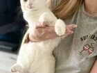 Ангорский кот объявление продам