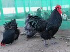 Подрощенные цыплята и Куры разных пород: Барневель
