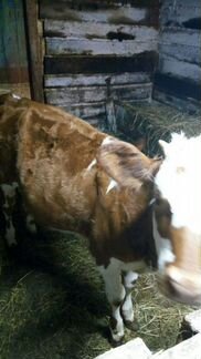 Продам тёлочек 6 и 5 месяцев от неплохих коров - фотография № 2