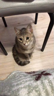 Отдам в хорошие руки