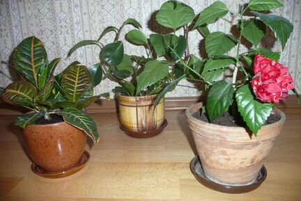Кротон, гибискус, пеперомия