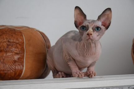 Кошка