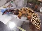 Леопардовый геккон (эублефар)