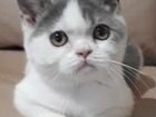 Шотландский котик Скай объявление продам