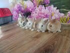 Карликовые декоративные кролики объявление продам