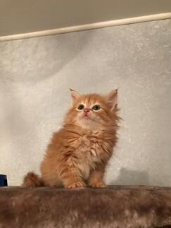 Редкоокрасные сибирские котята