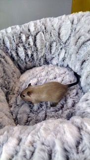 Песчанка
