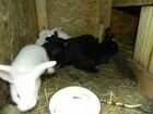 Кролики Новозеландские и Венские объявление продам