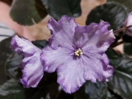 Фиалка Dn Fleur